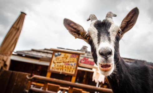 Goat Village in Lindarets