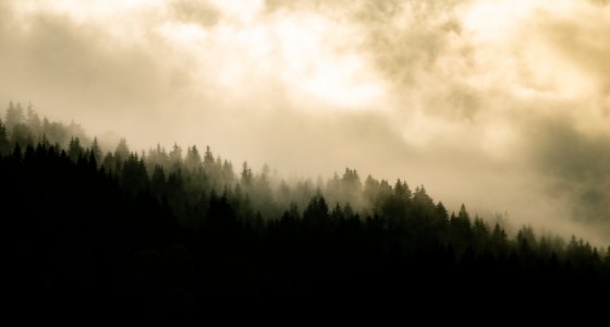 clouds over the trees