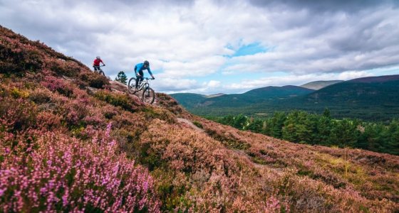 purple heather descent in cairngorms