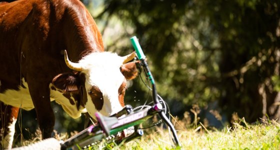 cows in morzine