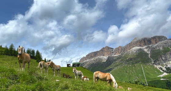  Dolomites mtb horses