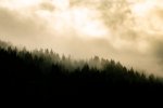 clouds over the trees