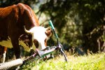 cows in morzine