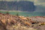 scottish grouse 