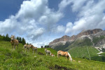  Dolomites mtb horses